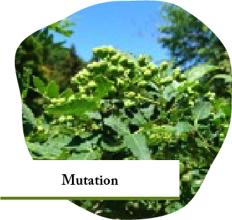 Mutation